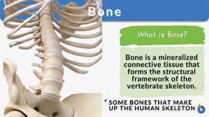 bone definition and exles biology