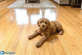 dog hair on hardwood floors