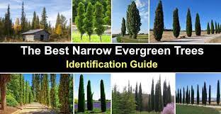 26 Narrow Evergreen Trees Skinny