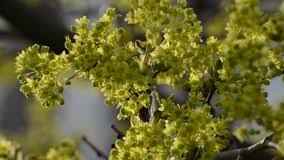 Ecco gli alberi latifolie con fioritura in inverno! Ramoscello Un Albero Con I Fiori Verdi In Primavera Stock Footage Video Di Sole Illuminazione 76801110
