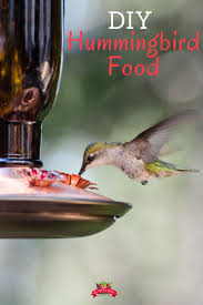 easy homemade hummingbird food the