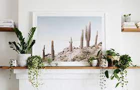 Style Your Home With Indoor Plants