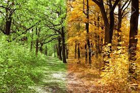 Footpath Among Yellow Autumn And Green Summer Trees Collage Stock Photo,  Picture And Royalty Free Image. Image 17643371.