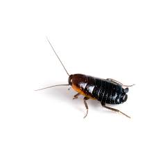 oriental roaches how to identify