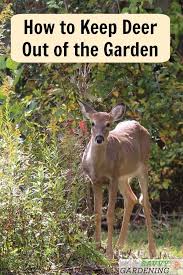 Deer Resistant Plants Diy Garden