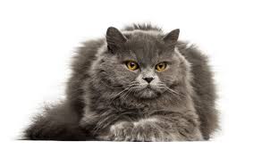 Persians are perfect companions, if you like placid he described the persians as gray with very long, silky, glossy fur. British Longhair Zooplus Magazine Ie