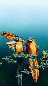 wallpaper 750x1334 macaw bird pair