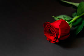 beautiful red rose on the black