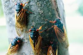 The uncovering cicada wiki is the main information hub pertaining to the mystery of cicada 3301. The Song Of The Cicada The New Yorker