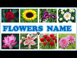 Flowers Names For Kids Flowers Name