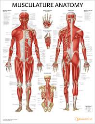 Human Musculature Anatomy Chart Muscles Poster Laminated
