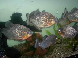 Red Belly Piranha Care Size Lifespan Tankmates Feeding