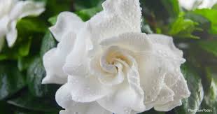 7 causes for gardenia bud drop why