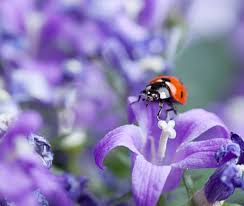 create a ladybug garden sloat garden