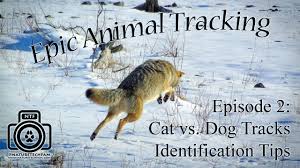 epic tracking 2 cougar