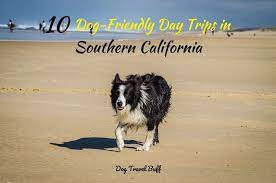 10 best dog friendly day trips in
