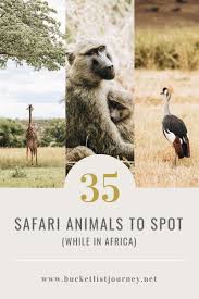 Here the list of 10 the small galagos are remarkable jumpers as they have powerful hind legs. Safari Animal Bucket List 35 Top African Wildlife To Spot