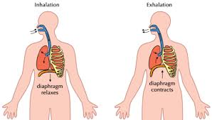 After they do some exercise, record their rate. The Circulatory System Systems In The Human Body Siyavula