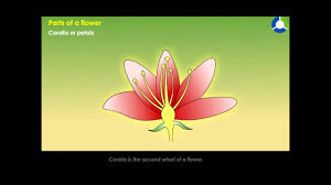 Parts Of A Flower