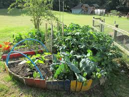 Vegetables Planting Growing