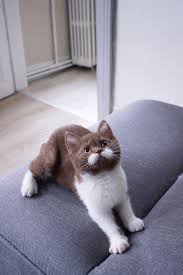 Meet Gringo - The Dapper Gentleman Cat With A Fancy Moustache (20 Pics) -  Kingdoms TV