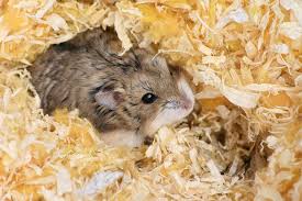 how to choose hamster bedding