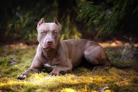 You're so intense maybe why i'm so curious i'm a lost soul. American Pit Bull Terrier 2020 Charakter Wesen Hunde Fan De