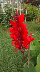 As a general guide choose a container which is three times the depth of. Amazon Com Canna Lily Red Brilliant Tall Tropical Green Foliage Garden Outdoor