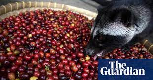 This is starbucks's most expensive coffee. Is Civet Coffee Worth The Price Coffee The Guardian