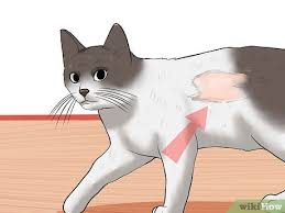 wikihow com images thumb 4 43 check cats for f