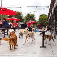 lucky dog dog friendly bar with indoor