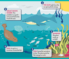 See more ideas about food chain, food chain activities, 4th grade science. Time For Kids An Ocean Food Chain