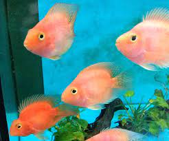 parrot fish aquarium hd wallpaper