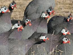 Guinea hen's popularity seems to be on the rise. Guinea Fowl Insteading