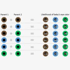 Clip Art Baby Eye Color Chart Both Parents Have Green Eyes