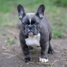 Because we are a very very busy kennel, i am not able to contact you to let your know we have pups available if you have not put down a deposit. Blue French Bulldog The Ultimate Guide French Bulldog Breed