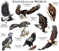 scientific name of eagle
