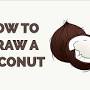 how to draw a coconut from easydrawingguides.com