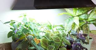 Indoor Plant Lights Better Homes Gardens