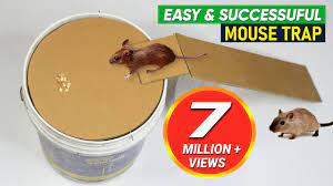 bucket mouse trap best mouse trap