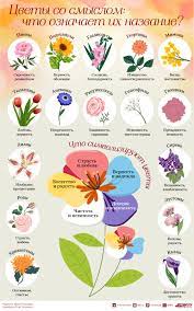 Цветы со смыслом: что означает их название? Инфографика | Природа |  Общество | Аргументы и Факты