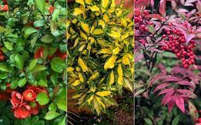 50 diffe types of shrubs bushes