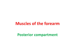 ppt muscles of the forearm powerpoint