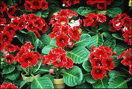 care of flowering potted plants mu