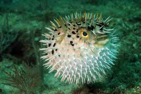 The puffer fish is the second most poisonous creature in the world, after the golden poison frog. How Deadly Pufferfish Toxin Led To A Breakthrough Long Lasting Local Anesthetic