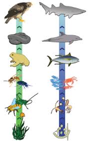 ocean food chain overview diagram