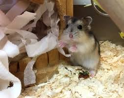 the little world of dwarf hamsters
