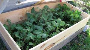 Grow Vegetables Outdoors In The Winter