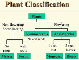 greenleaf plant clification diagram