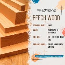 high quality beech wood logs